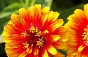 Zinnia: planting and care, growing from seeds