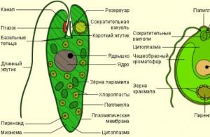 General characteristics of algae What is the structure of algae characterized by?