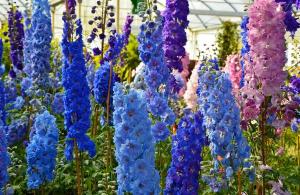 Secrets of growing perennial delphinium from seeds